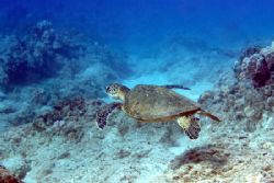 The Hawaiian Green Sea Turtle "Honu"
Taken at Kahe beach... by Stuart Ganz 